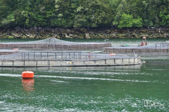 Criação de salmões no Fiordo Largo, na Carretera Austral, sul do Chile
